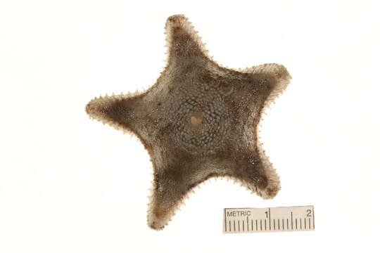 Image of Common mud star