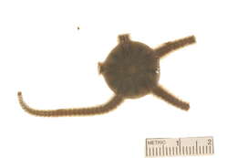 Image of Notched brittle star