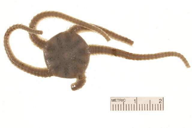 Image of Notched brittle star