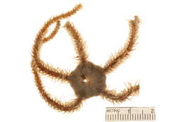 Image of Ophiacantha bidentata (Bruzelius 1805)