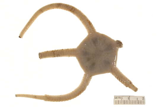 Image of Ophiopleura Danielssen & Koren 1877