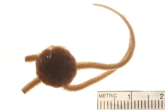 Image of Ophiocten sericeum (Forbes 1852)