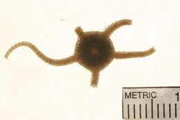 صورة Ophiura robusta (Ayres 1852)