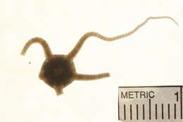 Image of Ophiura robusta (Ayres 1852)