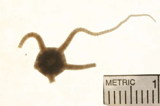 صورة Ophiura robusta (Ayres 1852)