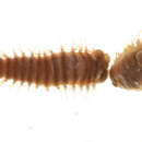 Image of Nothria conchylega