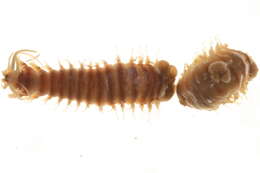 Image of Nothria conchylega