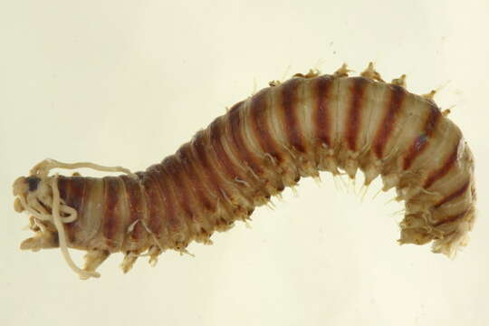 Image of Nothria conchylega