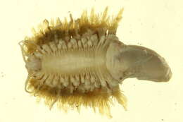 Image of Polynoinae