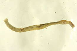 Image of Chirimia biceps (M. Sars 1861)
