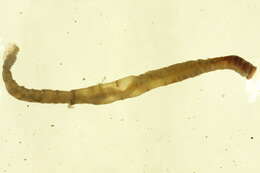 Image of Chirimia biceps (M. Sars 1861)