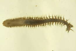 Sivun Aglaophamus malmgreni (Théel 1879) kuva