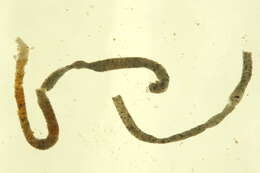 Imagem de Galathowenia oculata (Zachs 1923)