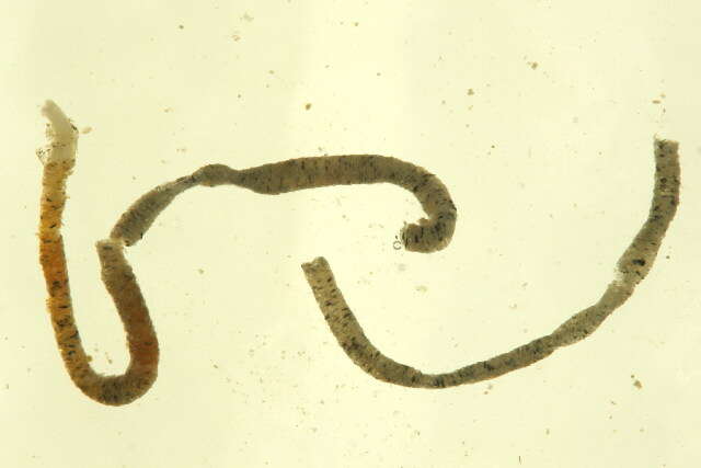 Sivun Galathowenia oculata (Zachs 1923) kuva