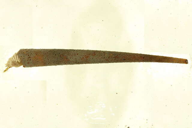 Image of Cistenides hyperborea Malmgren 1866