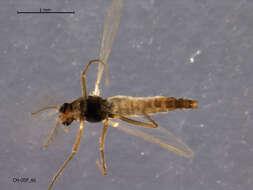 Image of Thienemannia