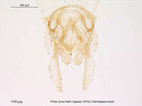 Image of Tanytarsus striatulus Lindeberg 1976