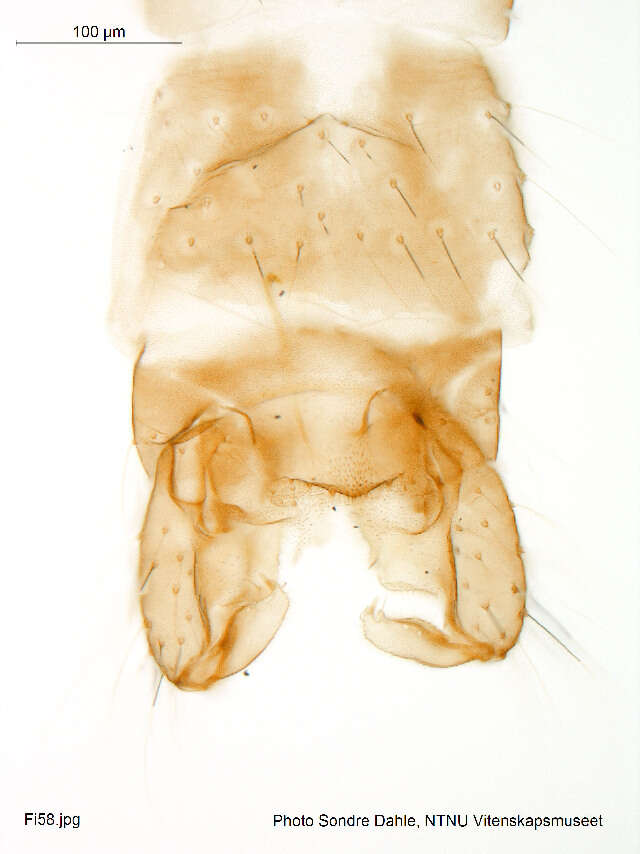 Image of Gymnometriocnemus brumalis (Edwards 1929)