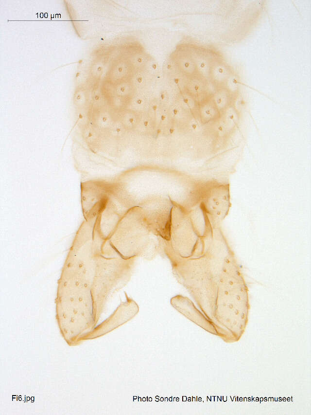 Image of Gymnometriocnemus marionensis