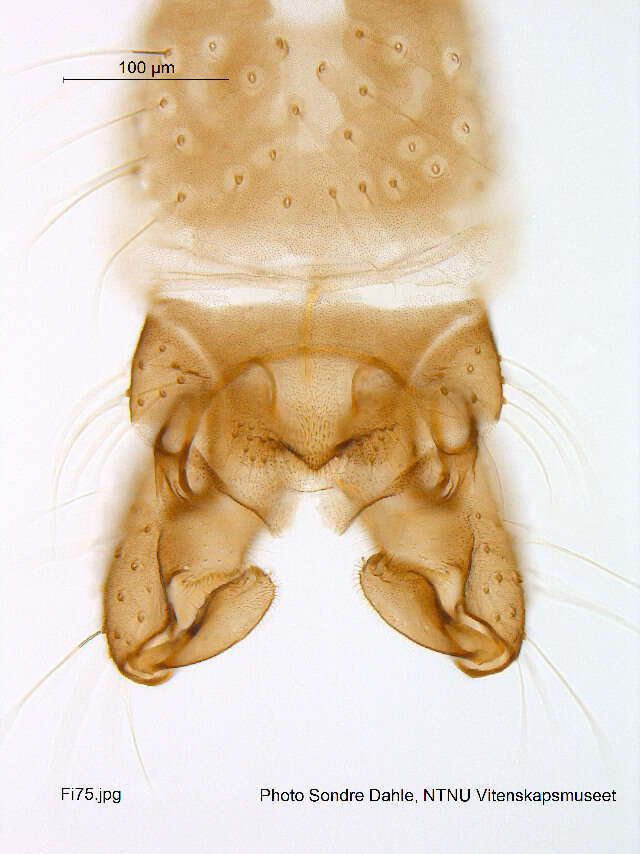 Image of Gymnometriocnemus brumalis (Edwards 1929)