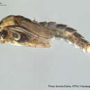 Image of Cricotopus fuscus (Kieffer 1909)