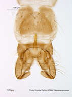 Image of Gymnometriocnemus kamimegavirgus Sasa & Hirabayashi 1993