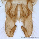 <i>Orthocladius gelidorum</i> resmi