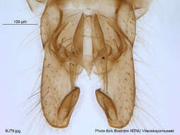 Image of <i>Orthocladius gelidorum</i>