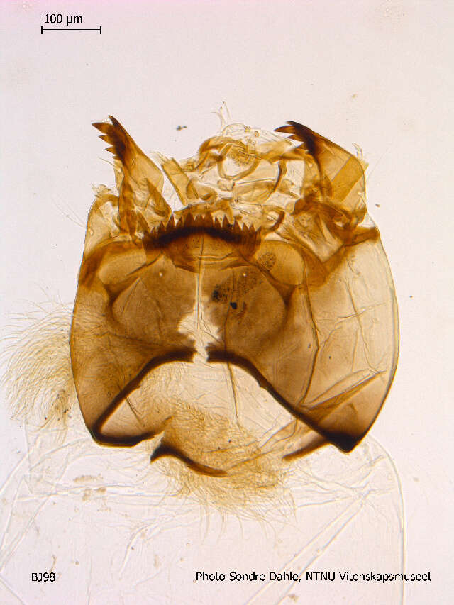 Image of Stictochironomus