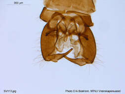 Image of Diamesa arctica (Boheman 1865)