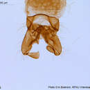 Hydrobaenus conformis (Holmgren 1869) resmi