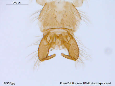 Image de Metriocnemus eurynotus (Holmgren 1883)