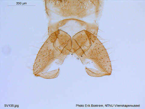 Image of Psectrocladius limbatellus