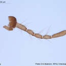 Image of <i>Hydrosmittia oxoniana</i>