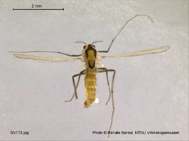 Image of Tanytarsus heliomesonyctios Langton 1999