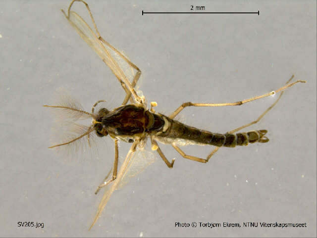 Image of <i>Orthocladius telochaetus</i>