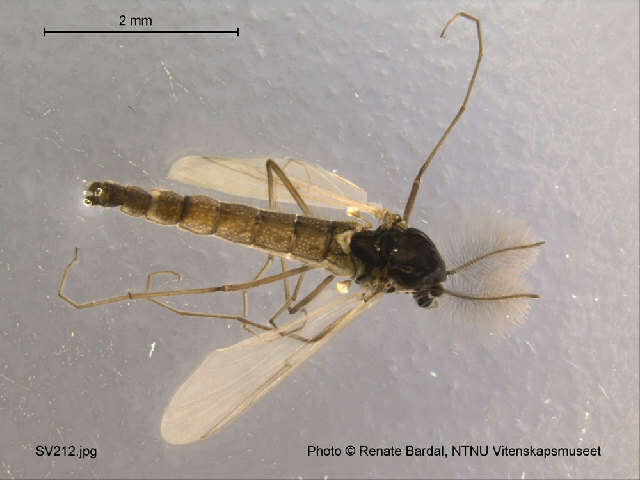 Image of <i>Orthocladius nitidoscutellatus</i>