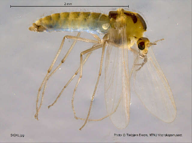 Image of <i>Orthocladius telochaetus</i>