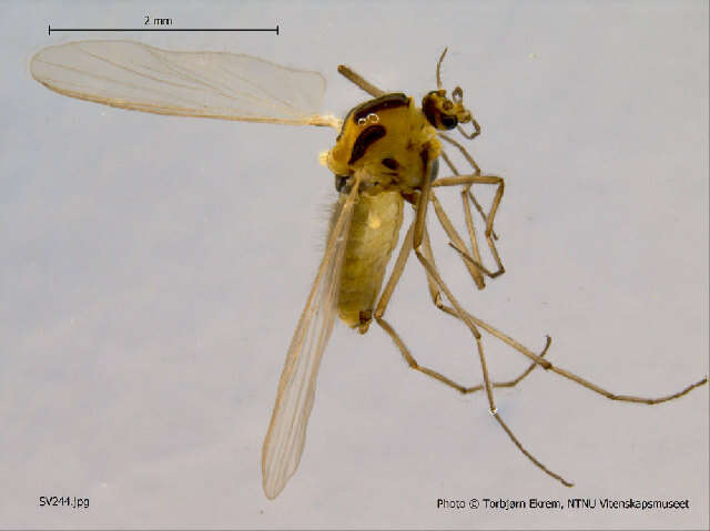 Image of <i>Orthocladius telochaetus</i>