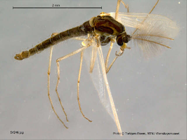 Image of <i>Orthocladius telochaetus</i>