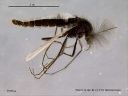 Image of Metriocnemus brusti Saether 1989