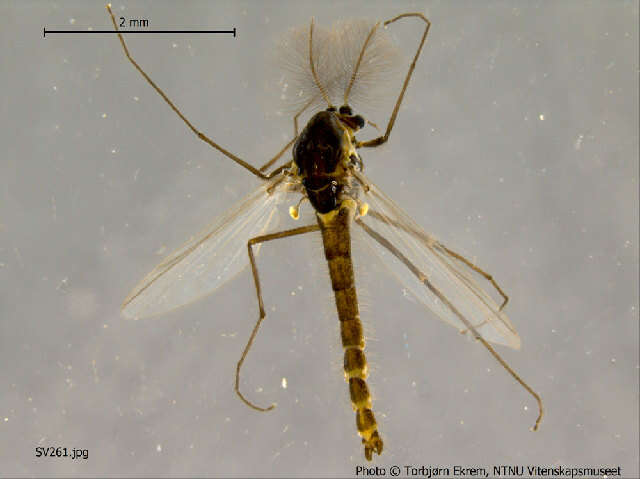 Image of Psectrocladius oxyura Langton 1984