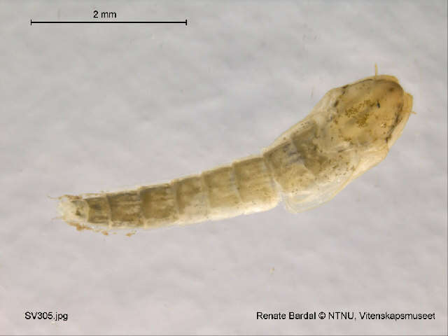 Image of <i>Orthocladius nitidoscutellatus</i>