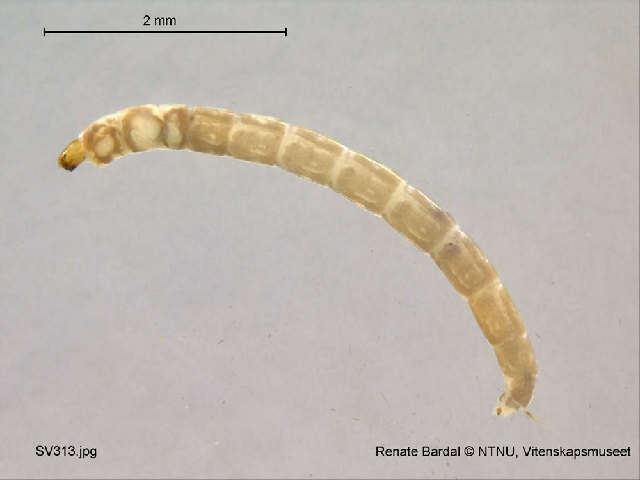 Plancia ëd Limnophyes eltoni (Edwards 1922)