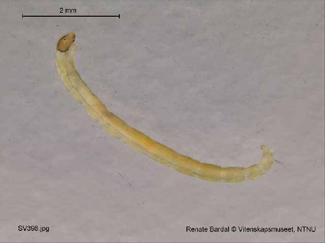 Image of Psectrocladius oxyura Langton 1984