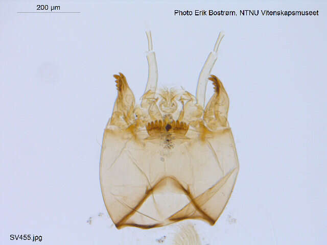 Image of Micropsectra insignilobus Kieffer 1924