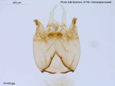 Image of Micropsectra insignilobus Kieffer 1924