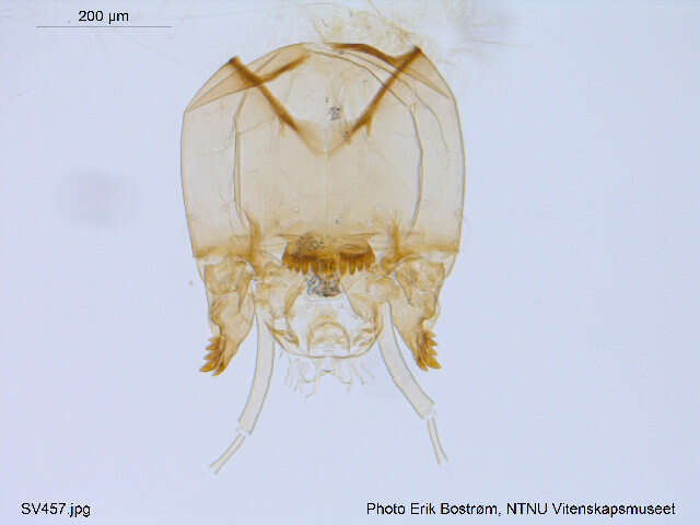 Image of Micropsectra insignilobus Kieffer 1924