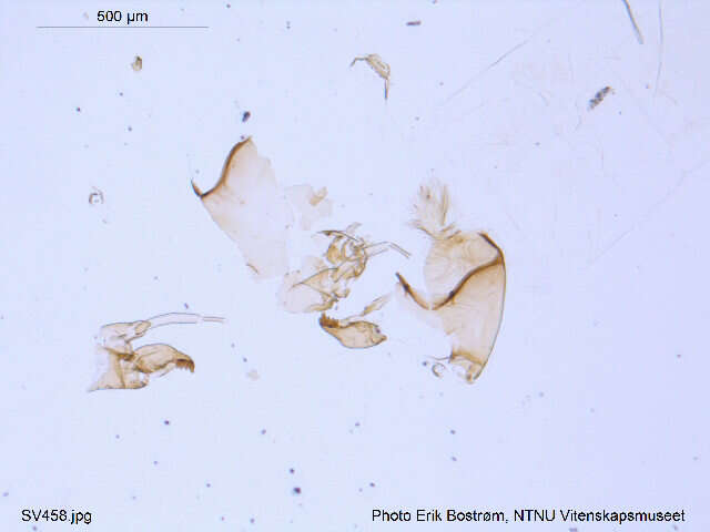 Image of Micropsectra insignilobus Kieffer 1924