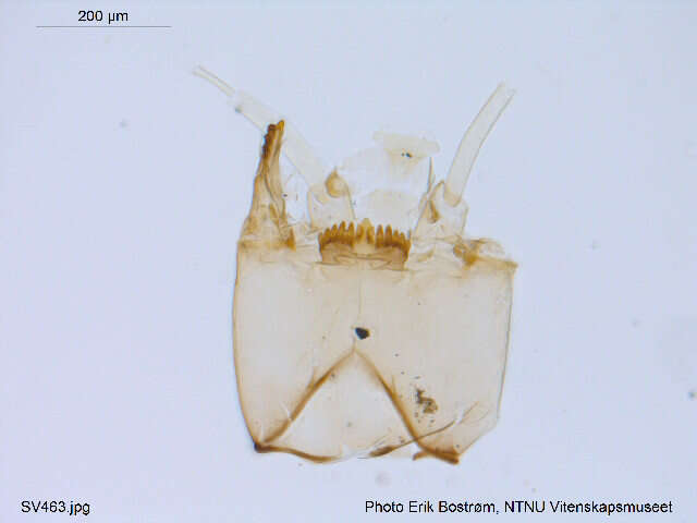 Image of Micropsectra insignilobus Kieffer 1924